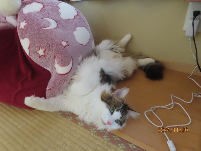 一暴れ