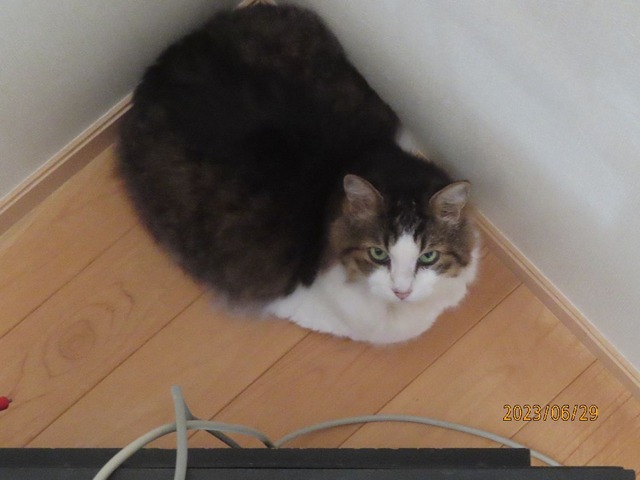 テレビの後ろ籠り