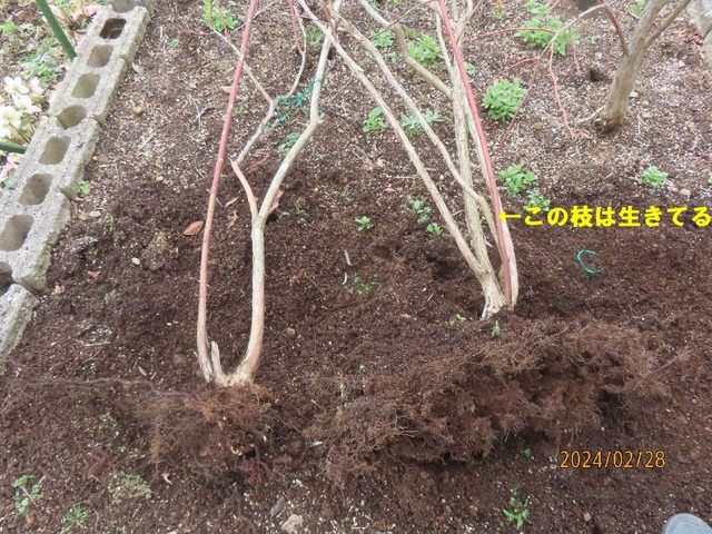 ブルーレイ