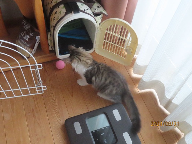 ボール見つけた