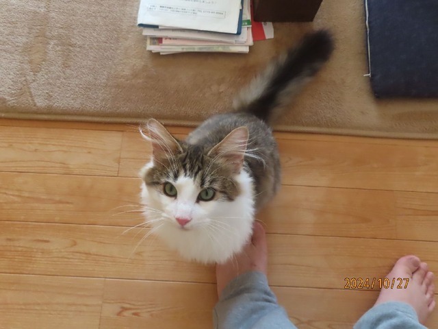 見上げるさつき君