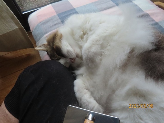 ブラッシング⑤