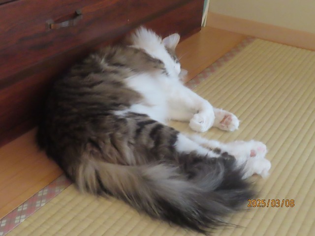 お昼寝②