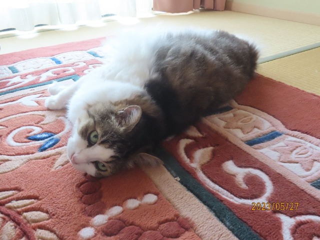 和室ころりん②