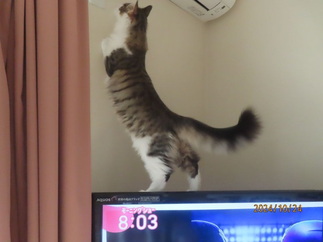 テレビ③