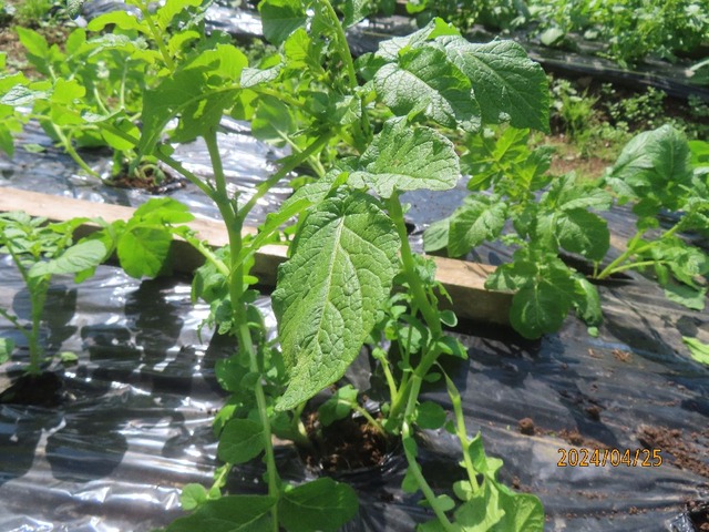 マシな芽を二本