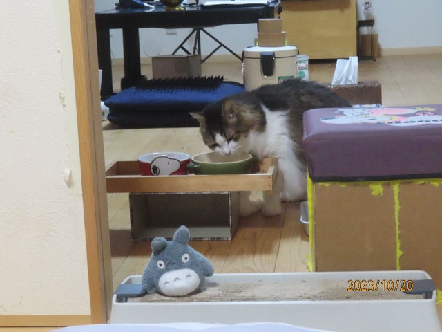 五時半残りを食べに