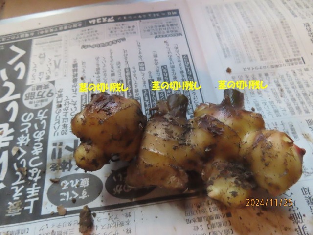 茎取り除く