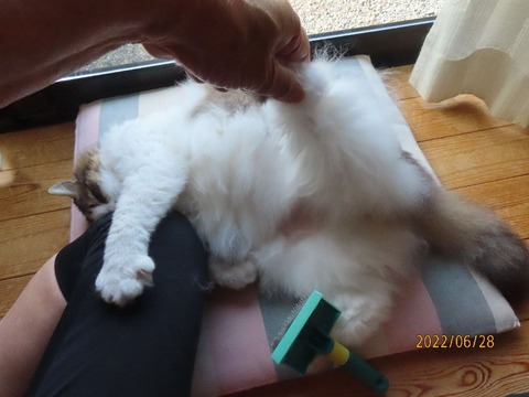 ブラッシング⑥