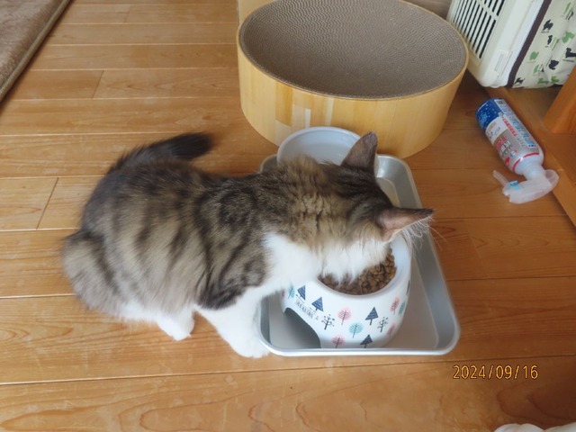 昼ゴハン