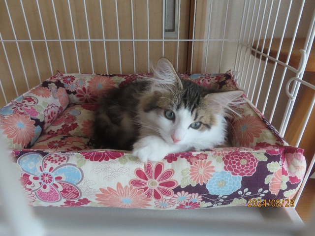 ソラマメさんベッド