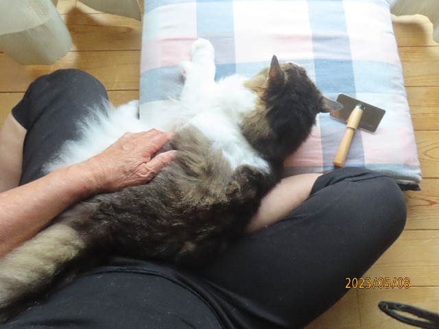 ブラッシング①