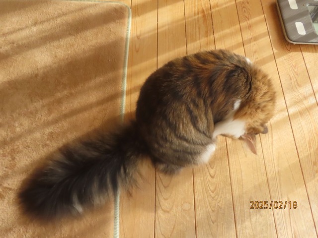 ふさふさ尻尾