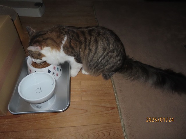 朝ゴハン七時半