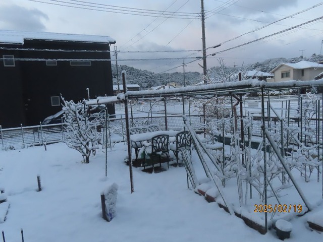 朝庭の雪