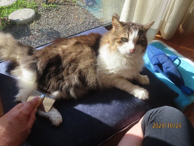 ブラッシング①