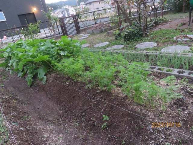ニンジンダイコン
