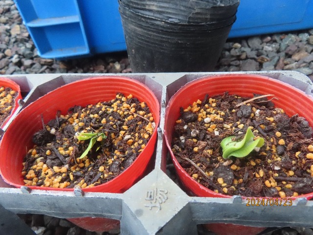 かぼちゃ追加播き