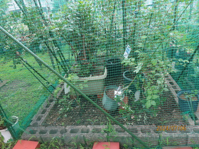 ブルーベリーネット