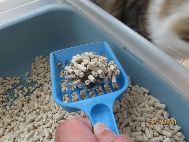 ウンチまずまず