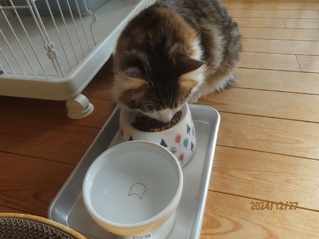 昼ゴハン