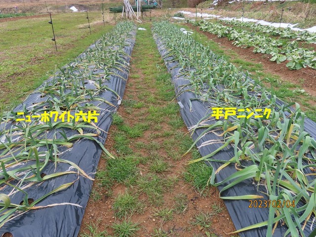 ニンニク