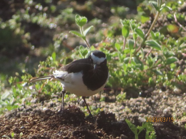 セグロセキレイ