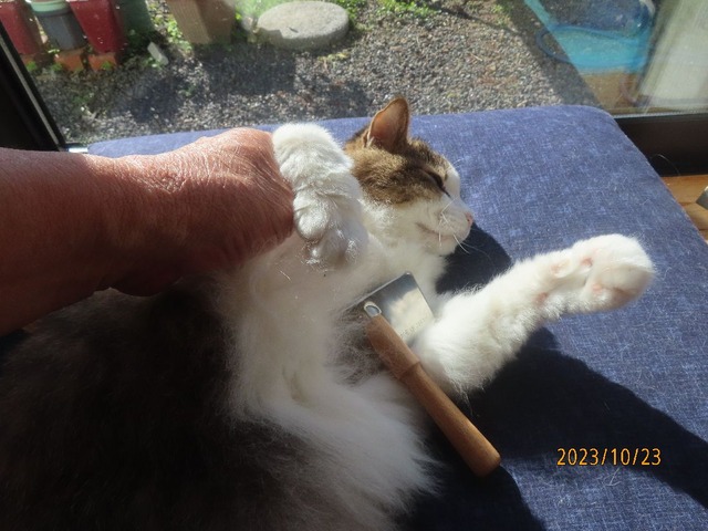 ブラッシング④