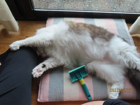 ブラッシング②