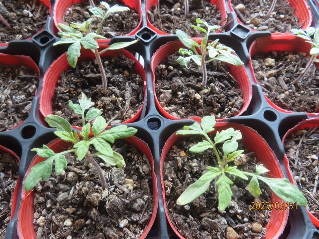 トマト本葉四枚