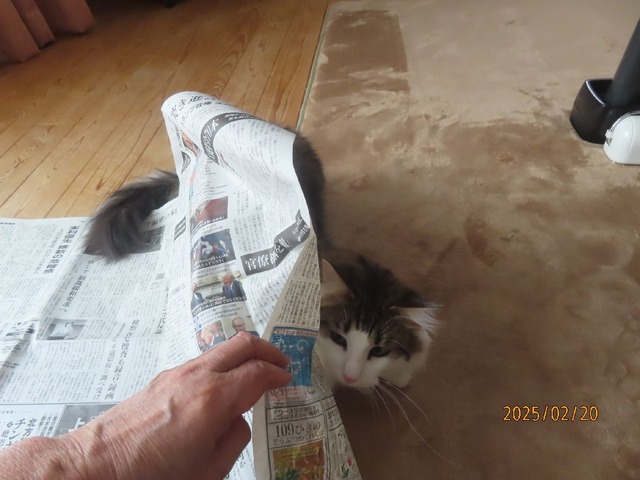 新聞