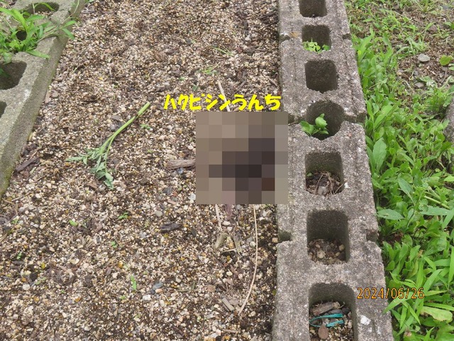 ハクビシンうんち