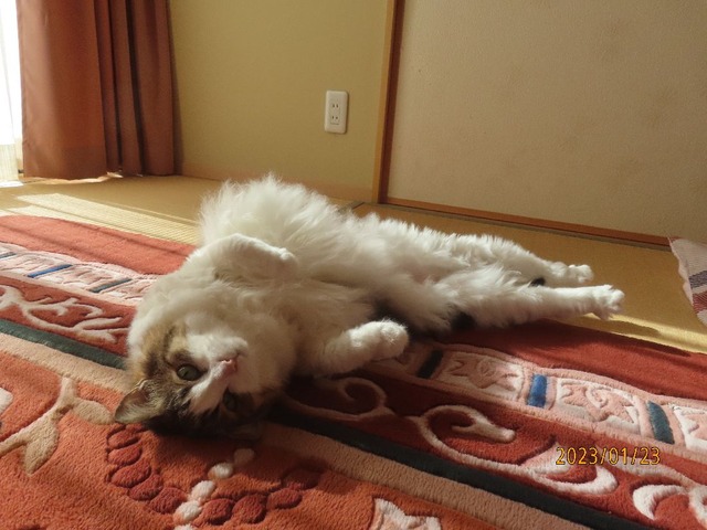 和室でほっこり