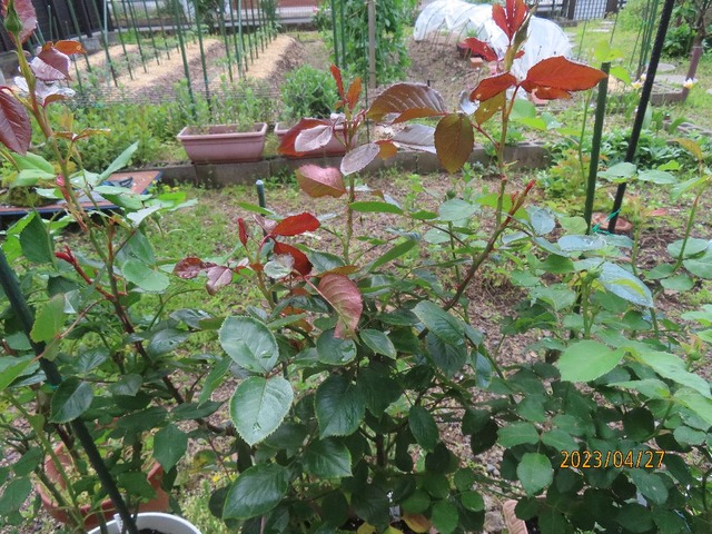 レモン&ジンジャー