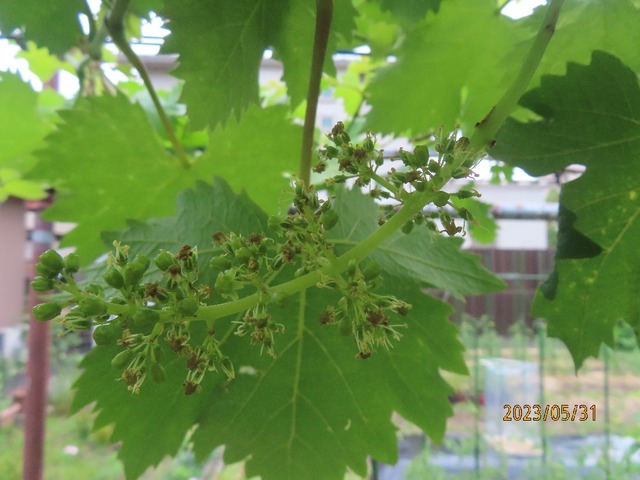 良好花房