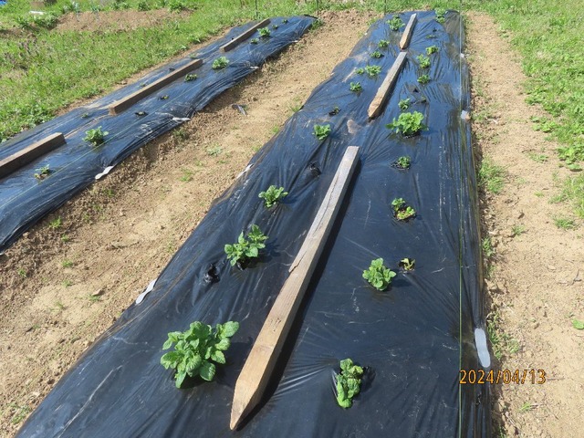 ジャガイモ九割発芽