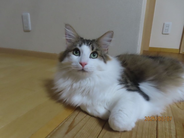 美人さん