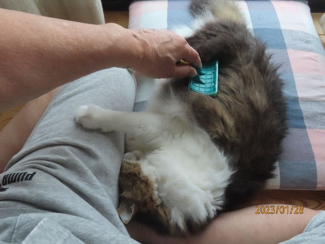 ブラッシング⑤