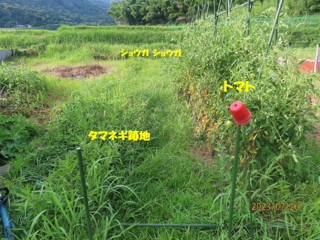 すごい草