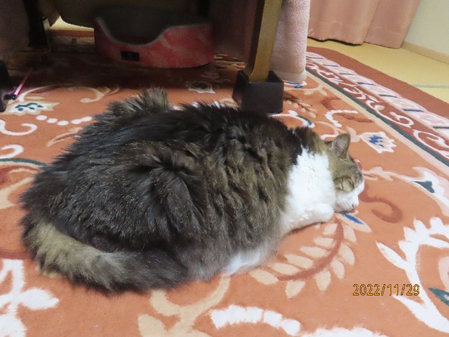 零時半①