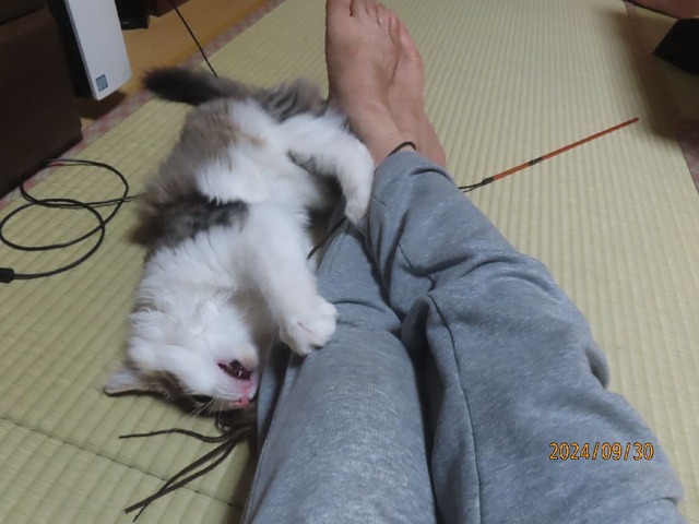 足にじゃれつく
