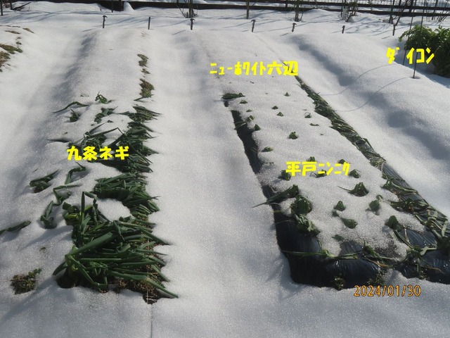 庭の雪