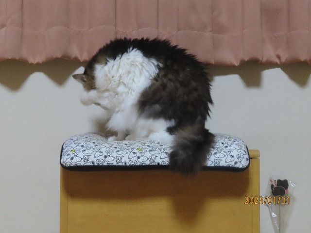 食後椅子①