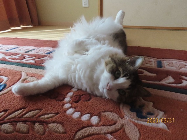 和室ころりん①