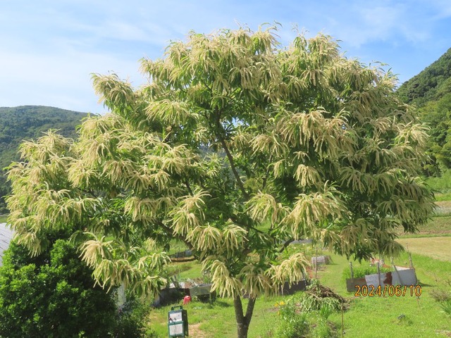 イトコ栗の木