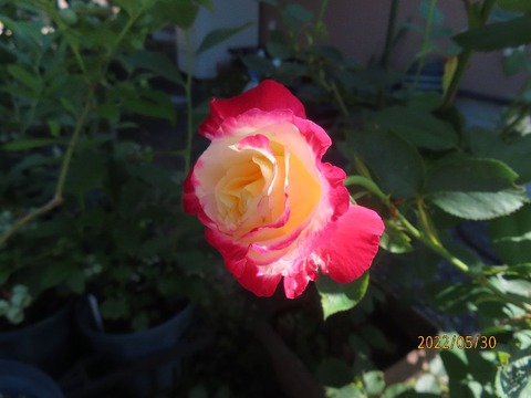 鉢植えダブルデライト