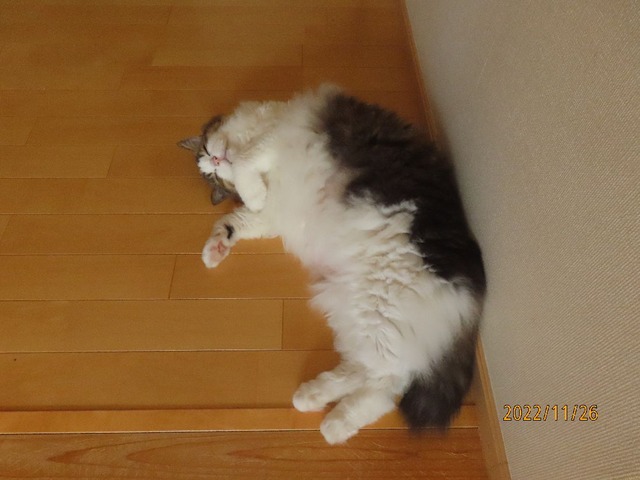 のんびり①