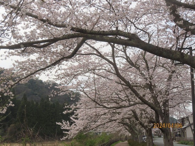 桜並木③