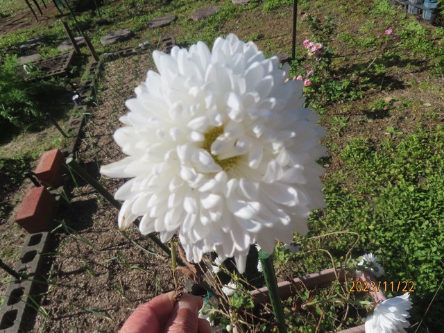 白菊