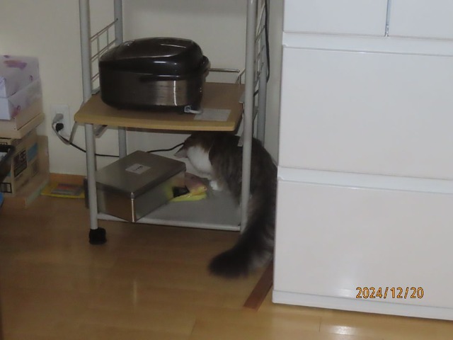 紙ボール追っかけ